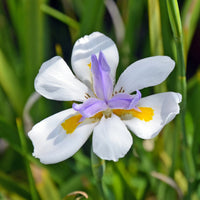 Dietes grandiflora - Dietes à grandes fleurs - Vivaces fleuries