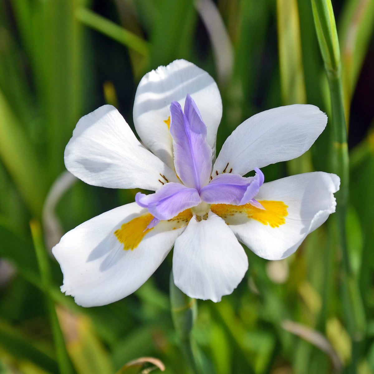 Dietes grandiflora - Dietes à grandes fleurs - Vivaces fleuries