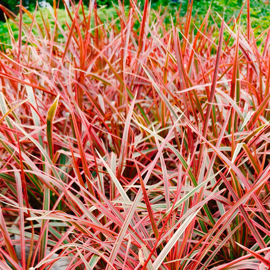 Herbe rouge Belinda's Find® - Bakker