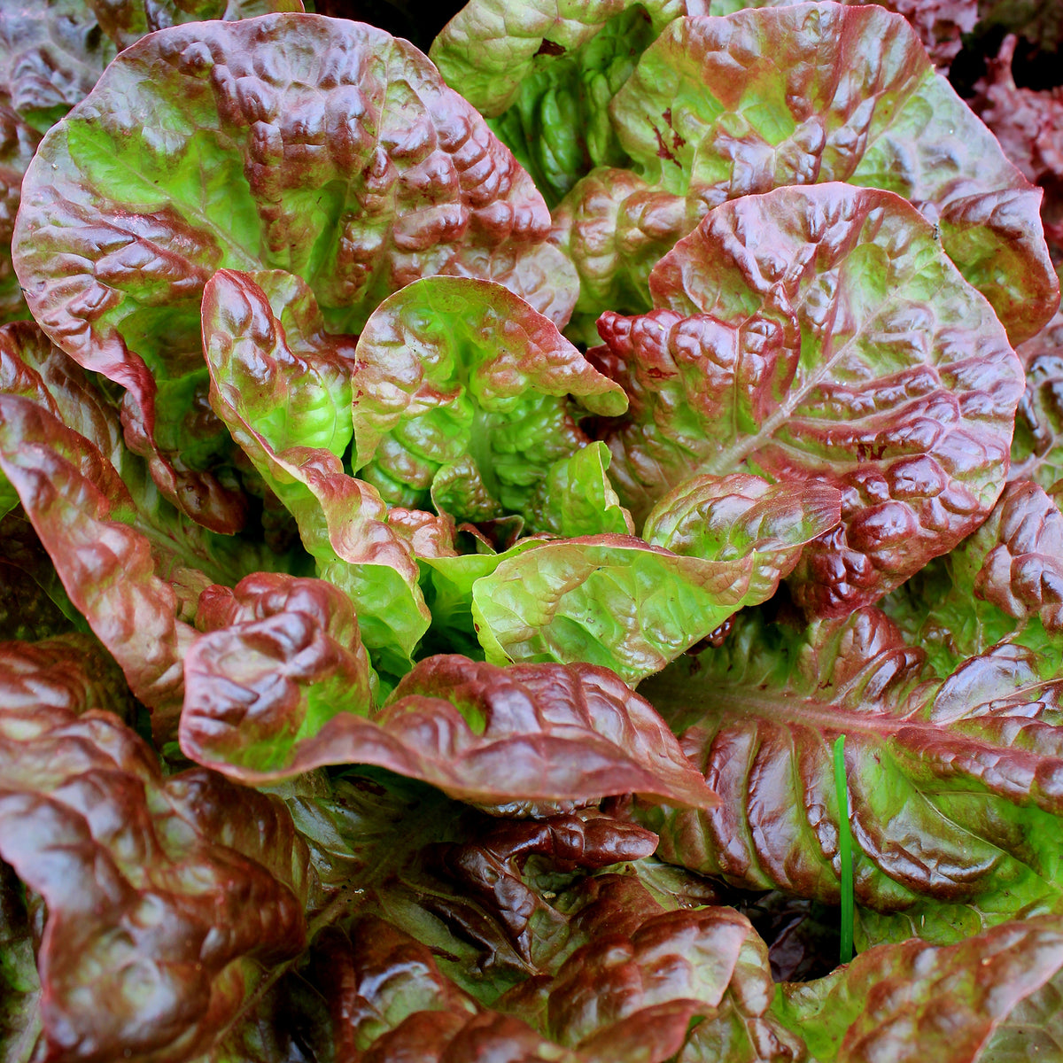 Lactuca sativa capitata Bocado - Laitue batavia Rouge Bocado - Plants potagers