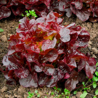 Laitue batavia Rouge Bocado - Lactuca sativa capitata Bocado - Bakker