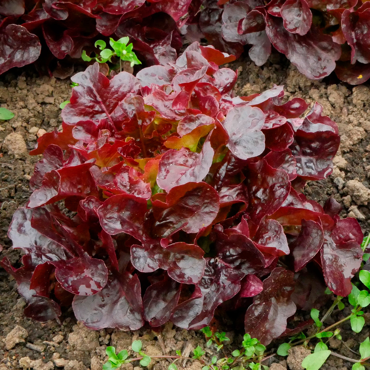 Laitue batavia Rouge Bocado - Lactuca sativa capitata Bocado - Bakker