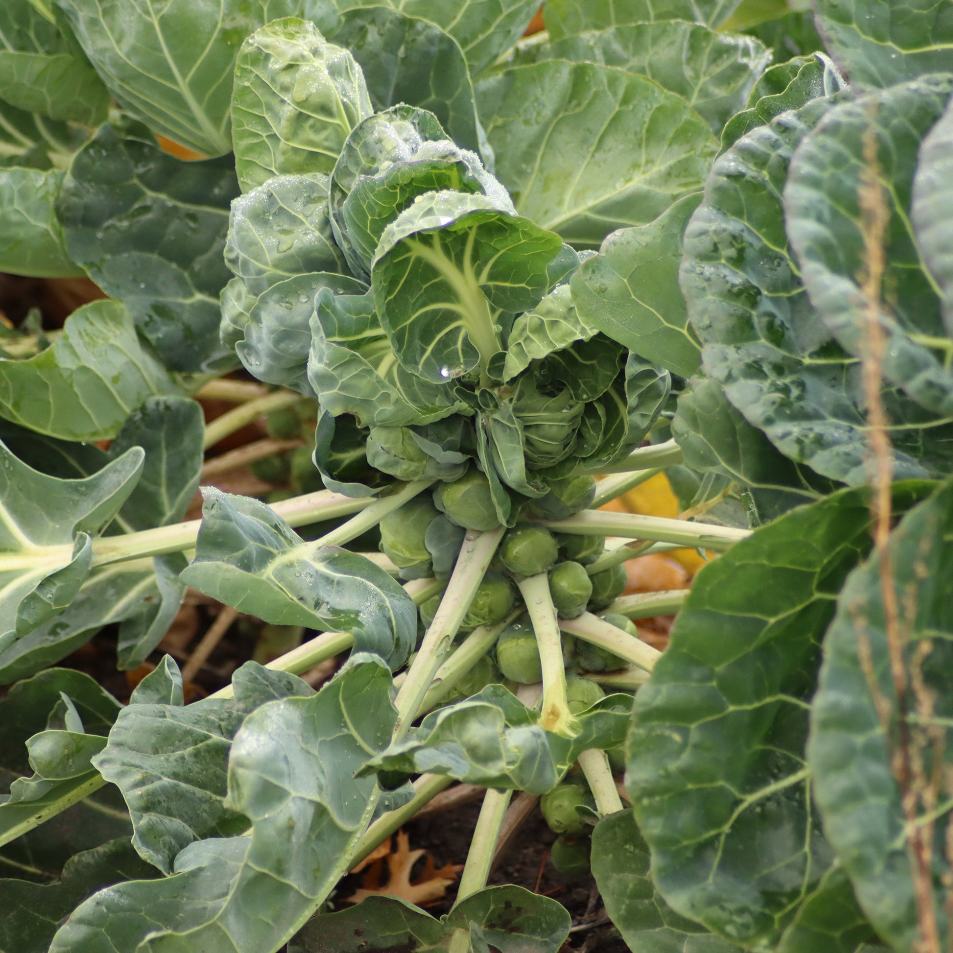 Chou de Bruxelle Bright F1 - Brassica oleracea gemmifera Bright F1 - Bakker