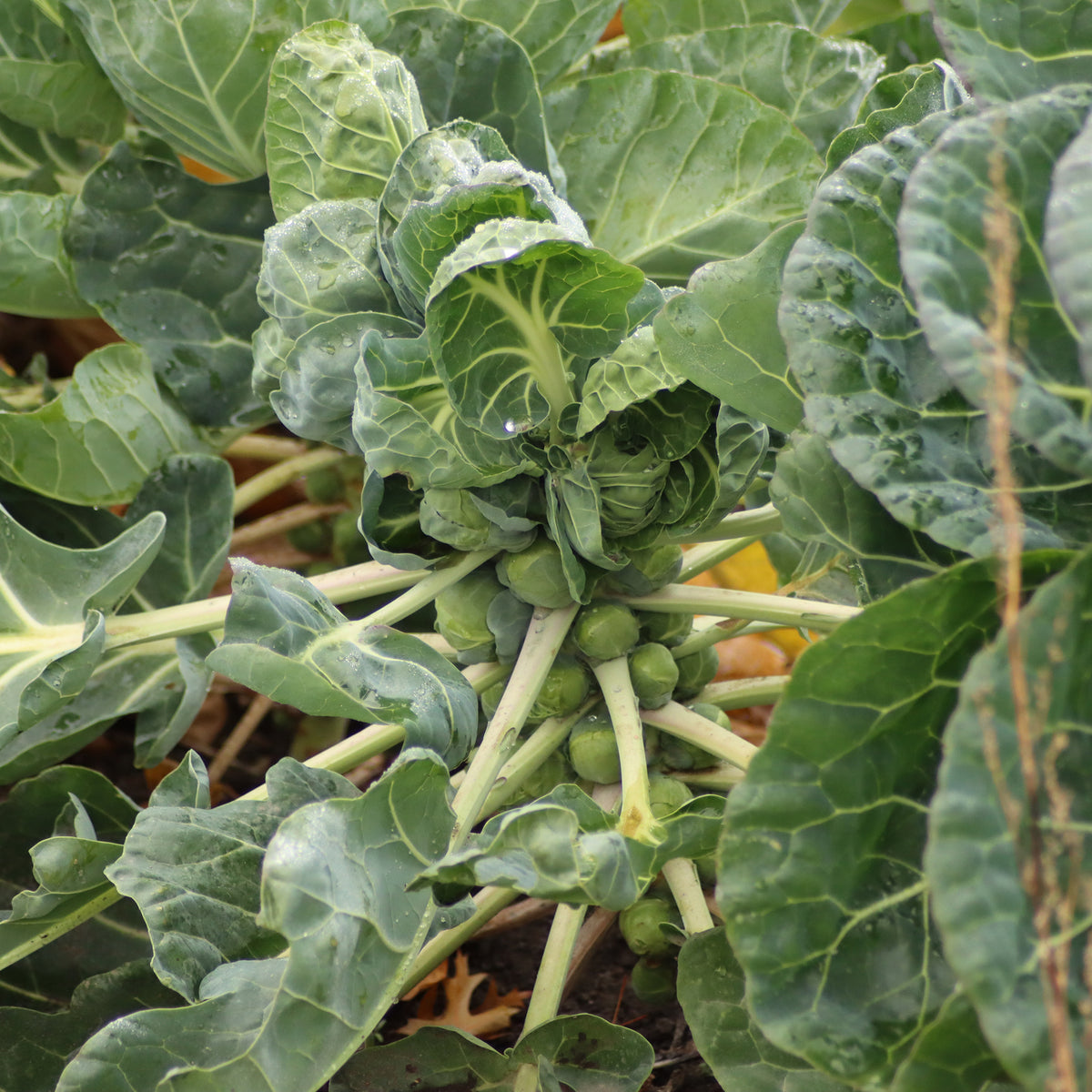 Chou de Bruxelle Bright F1 - Brassica oleracea gemmifera Bright F1 - Bakker