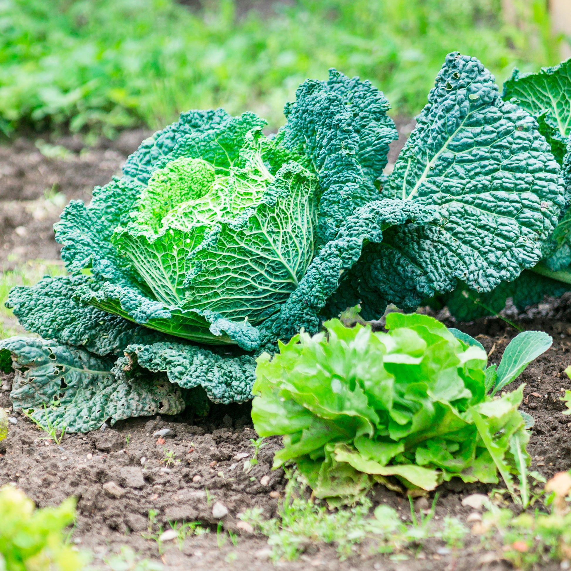 Chou de Milan Manon F1 - Brassica oleracea sabauda Manon F1 - Bakker