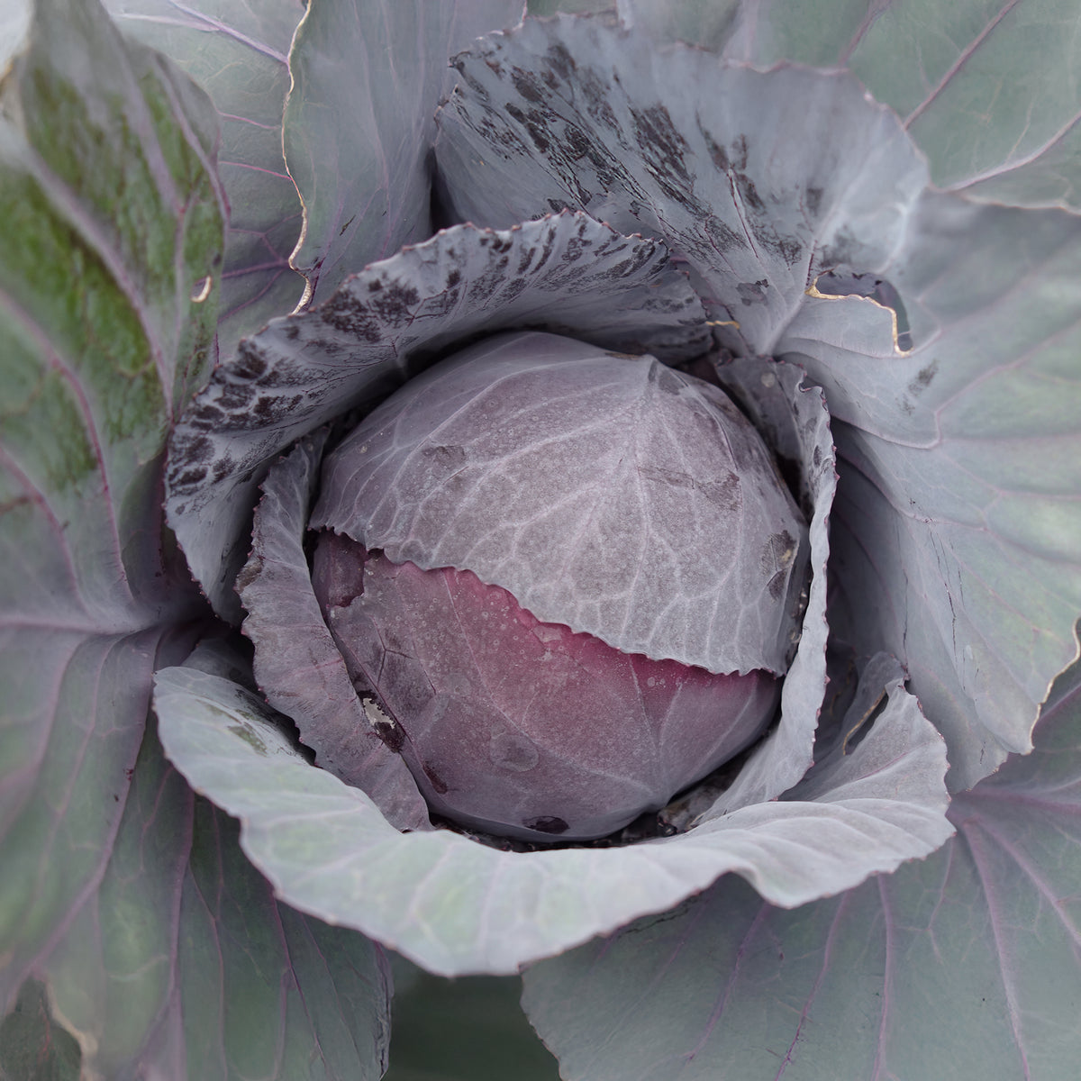 Chou rouge Fuego F1 - Brassica oleracea capitata Fuego F1 - Bakker