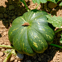 Courge Musquée de Provence - Bakker