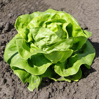 Laitue pommée Justine - Bakker