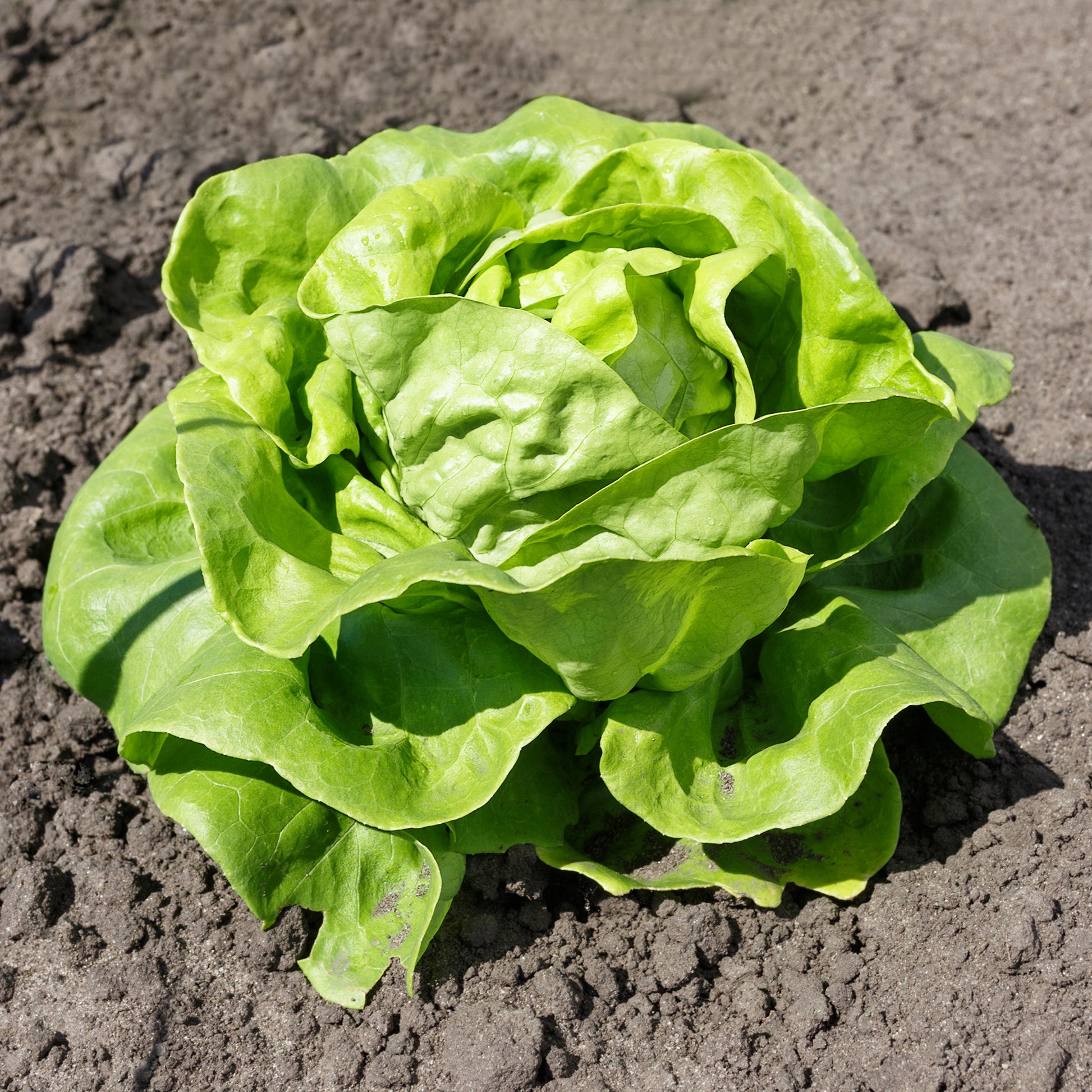 Laitue pommée Justine - Bakker