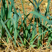 Poireaux Bleu de Solaise - Bakker