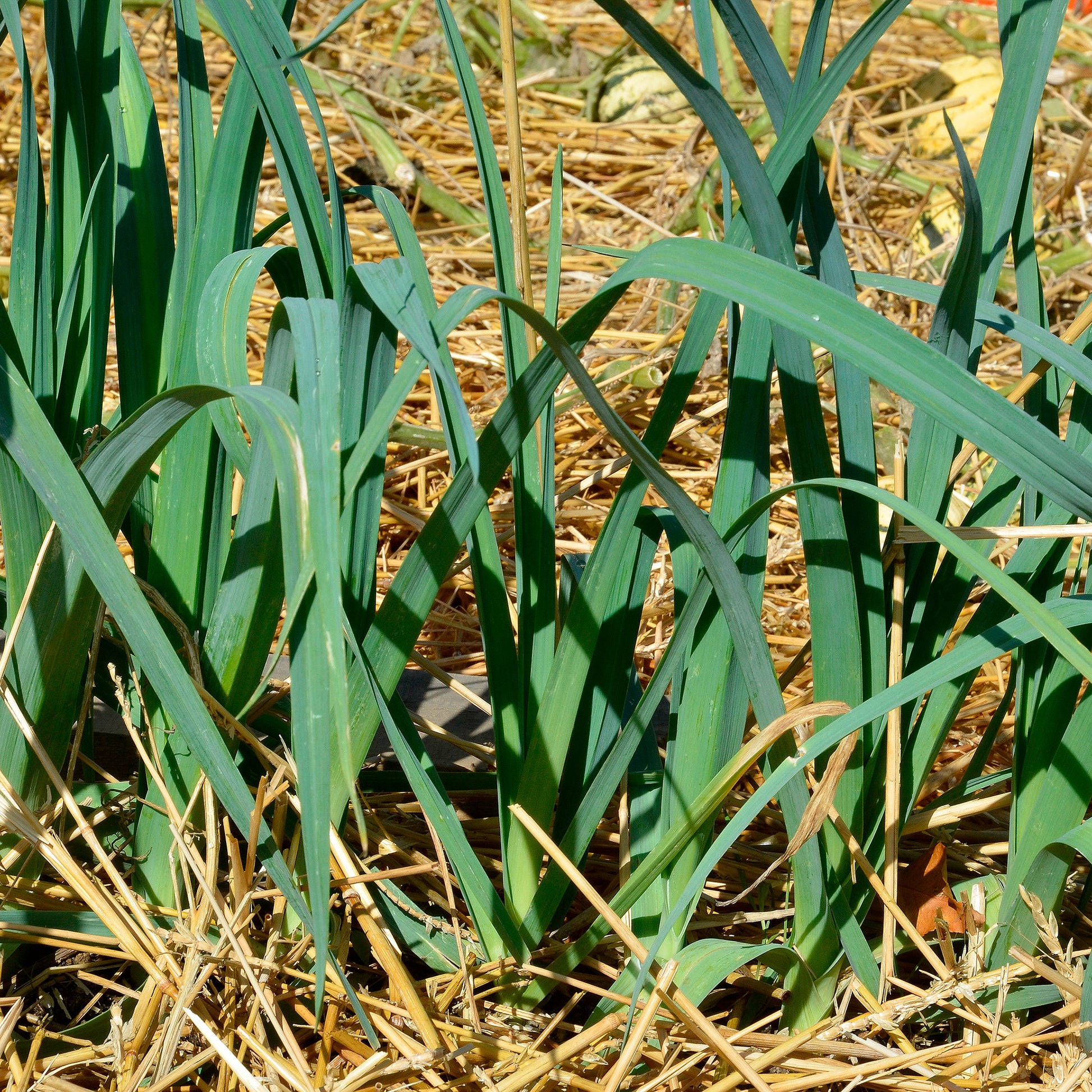 Poireaux Bleu de Solaise - Bakker