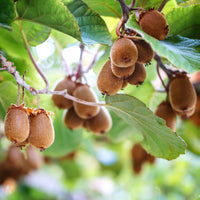 Kiwi autofertile Herma® - Bakker