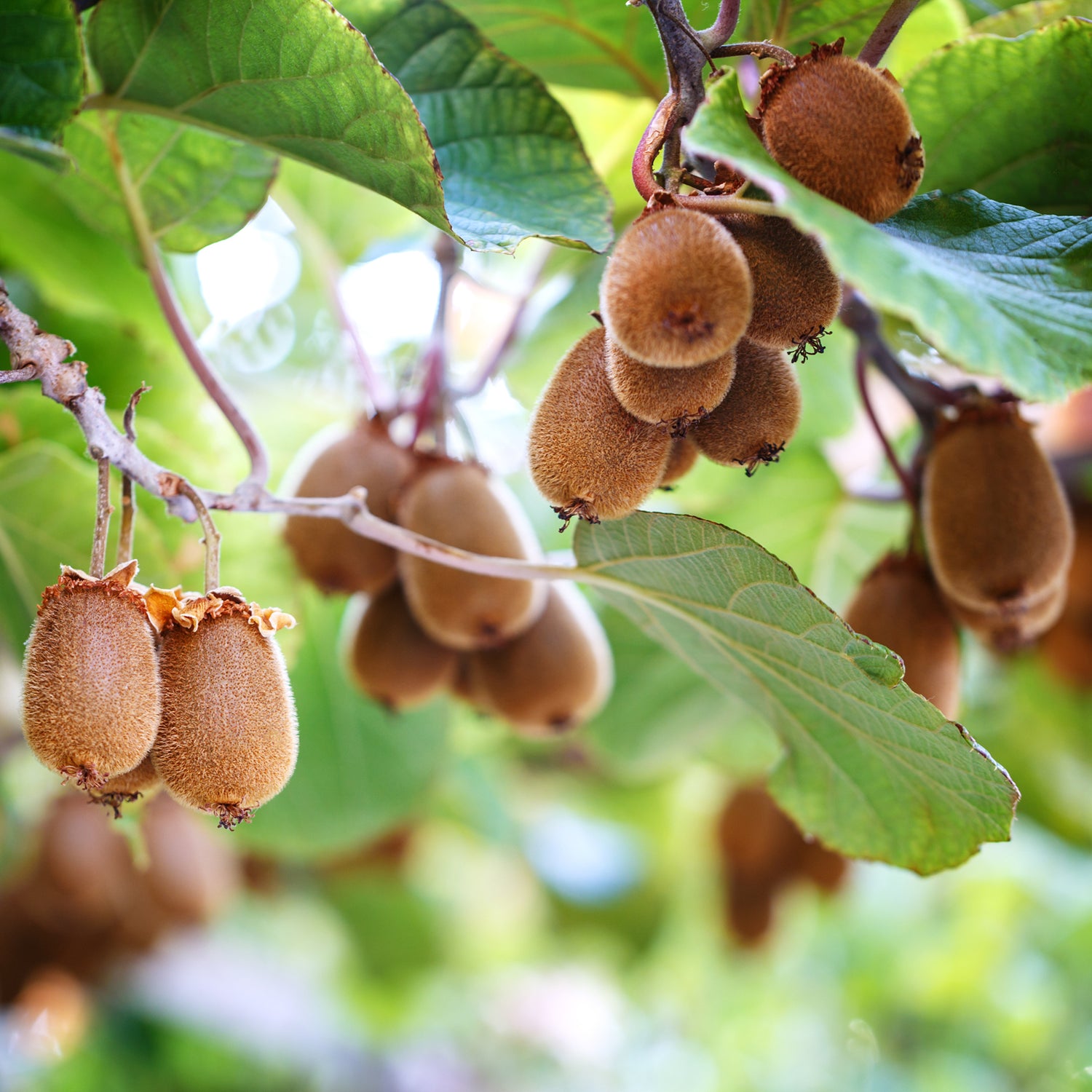Actinidia chinensis - Kiwi de Chine
