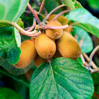 Kiwi autofertile Solo - Bakker
