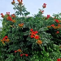 Bigone Ebony & Red® - Bakker