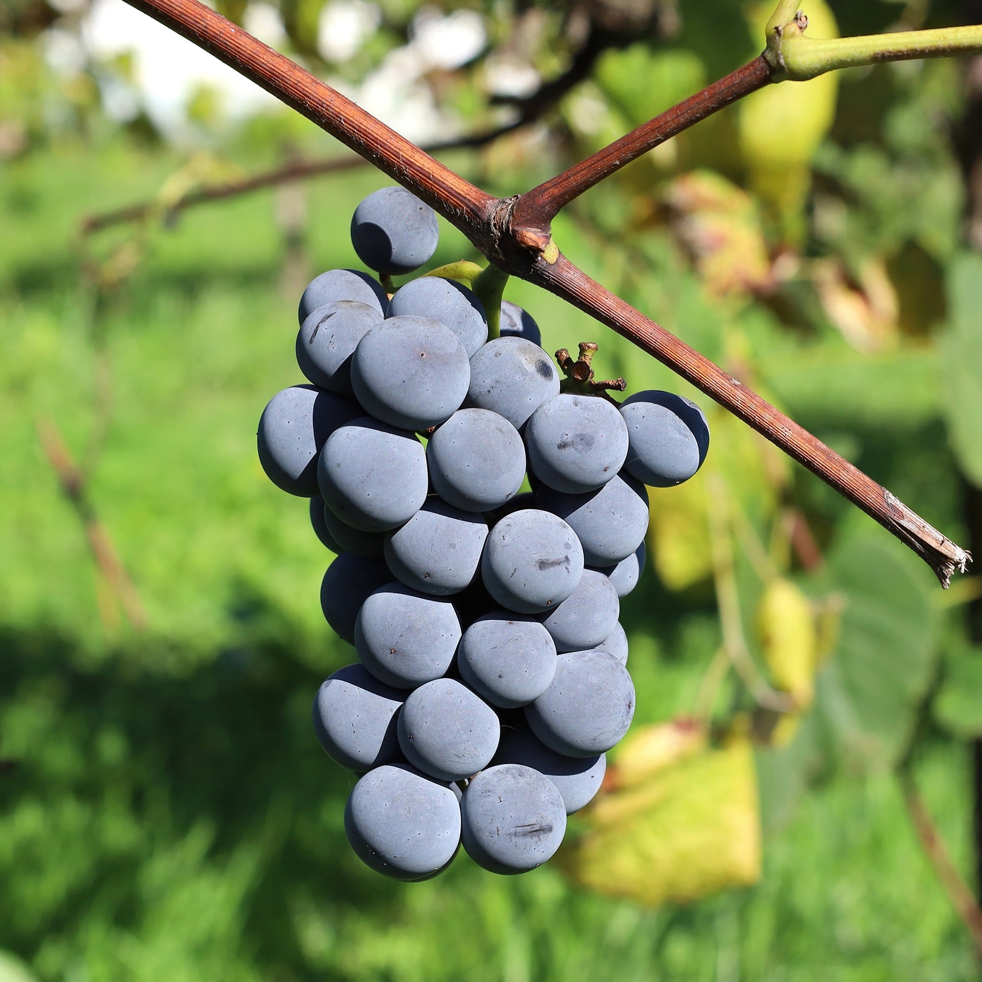 Vigne Isabella - Bakker