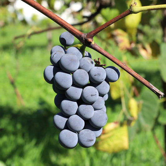 Vigne Isabella - Bakker