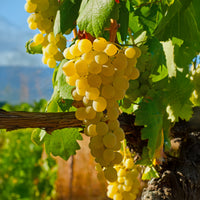 Vigne fraise Noah - Bakker