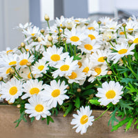 Marguerite des Canaries