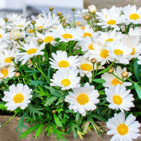 Marguerite des Canaries