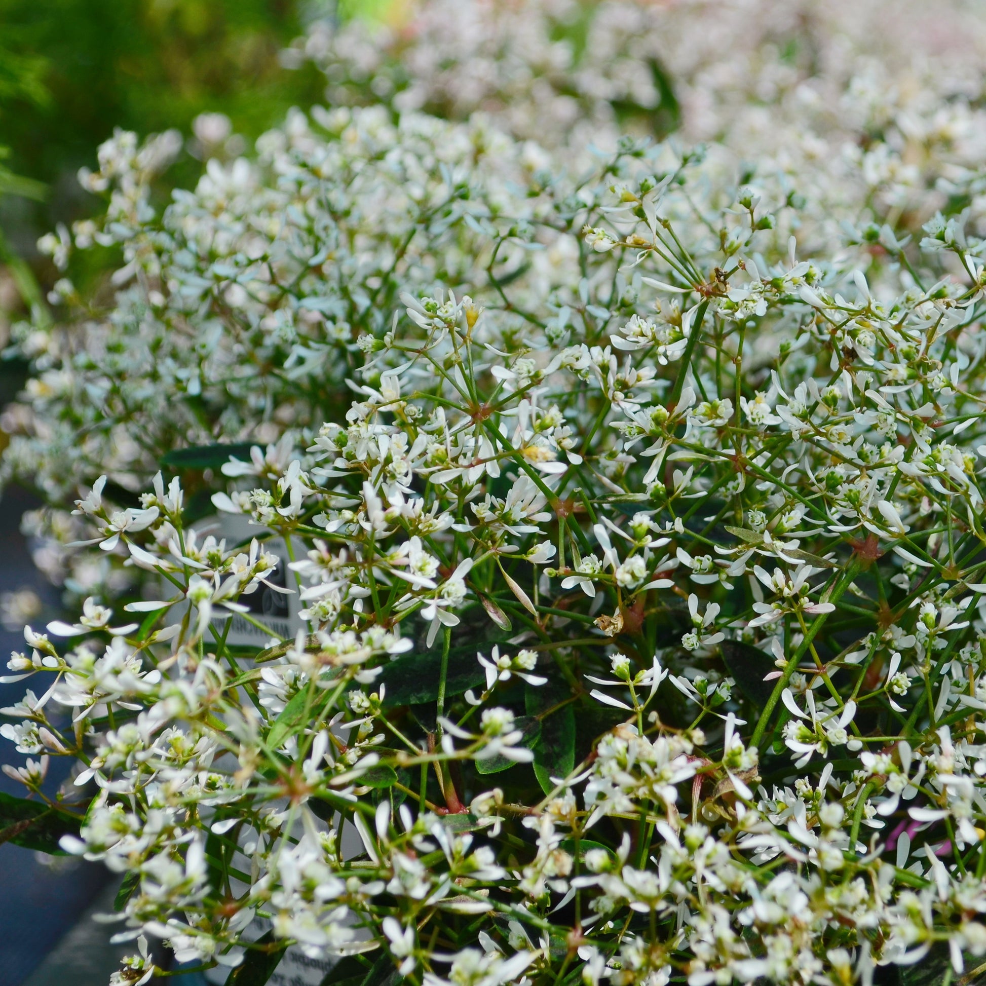 Euphorbe Diamond Frost - Bakker