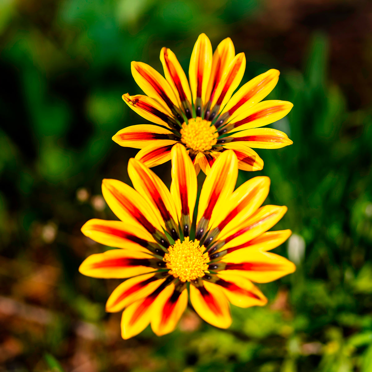 Gazania rigens Big Kiss Yellow Flame - Gazania Big Kiss Yellow Flame - Fleurs pour terrasses et balcons