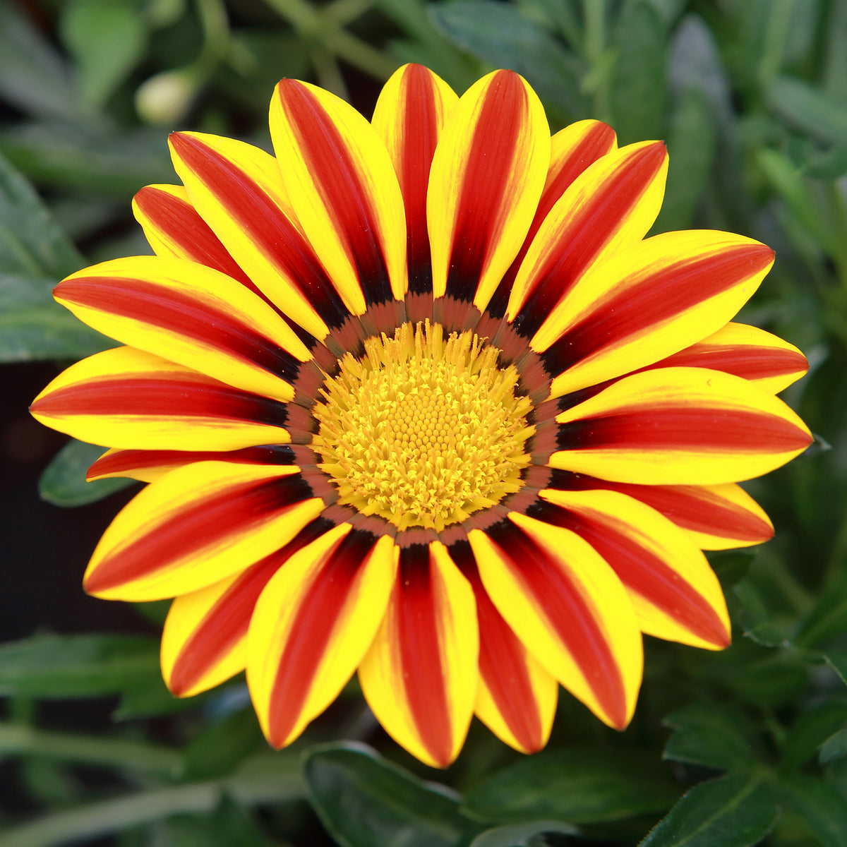 Gazania Big Kiss Yellow Flame - Gazania rigens Big Kiss Yellow Flame - Bakker