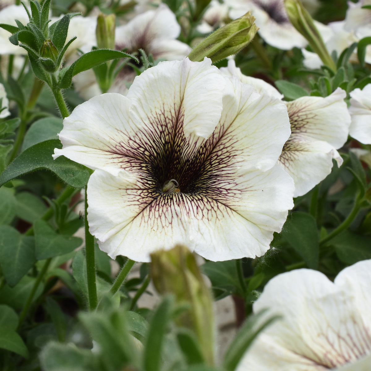 Pétunia à cœur marron - Petunia - Bakker