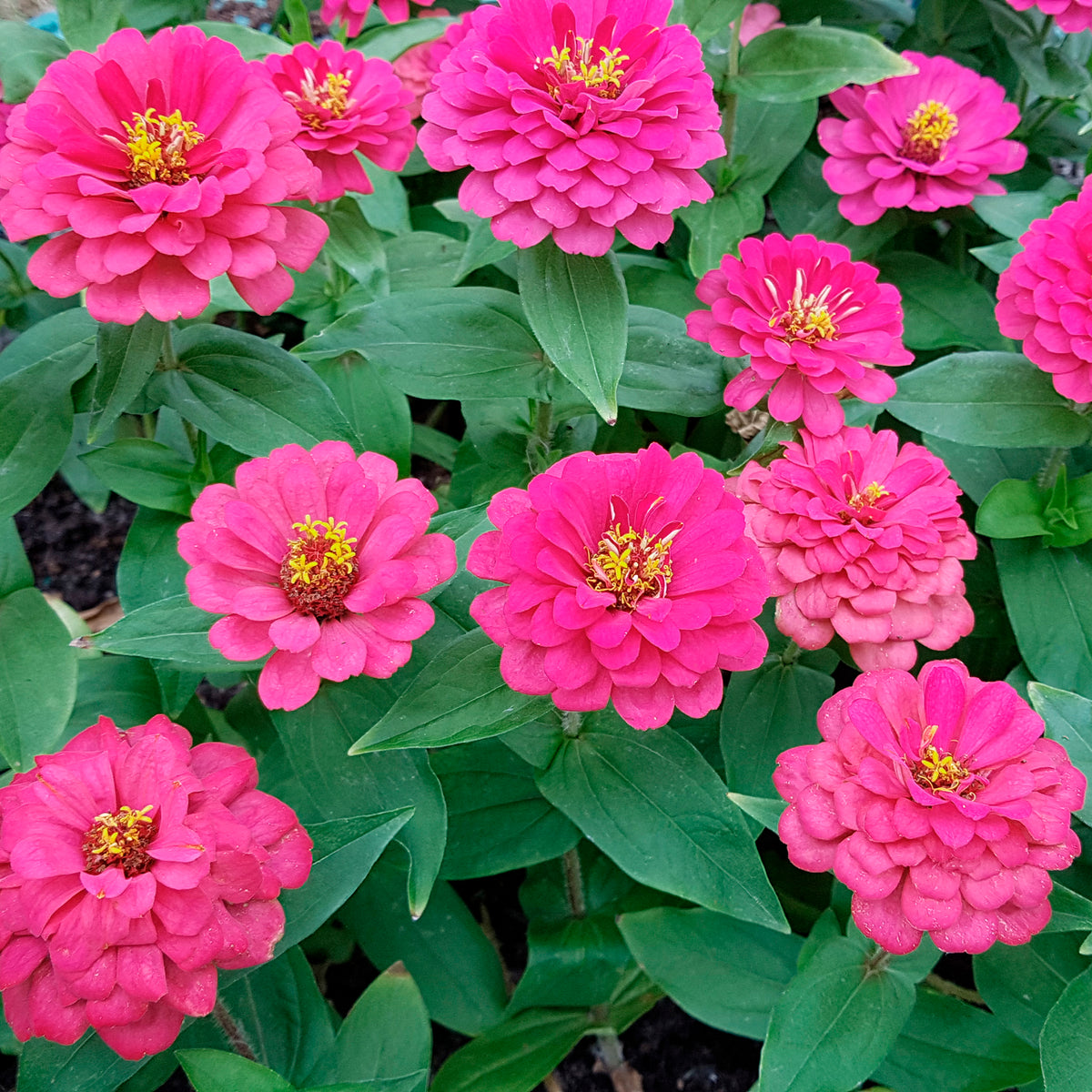 Zinnia fuchsia - Zinnia elegans fuchsia - Bakker