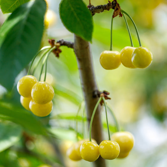 Cerisier Bigarreau Jaune de Donissen - Bakker