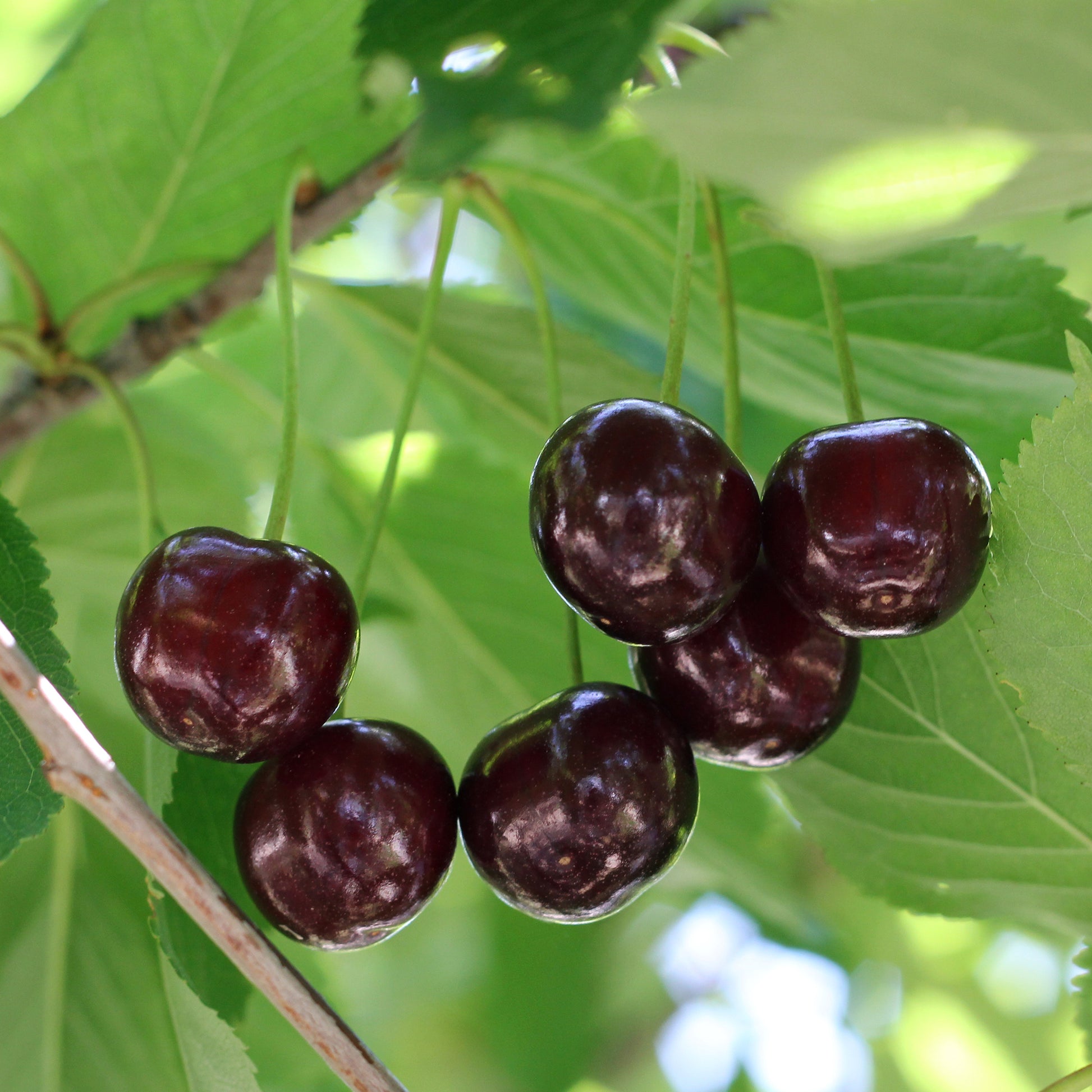 Cerisier Bigarreau Noire - Prunus avium Große Schwarze Knorpelkirsche - Bakker