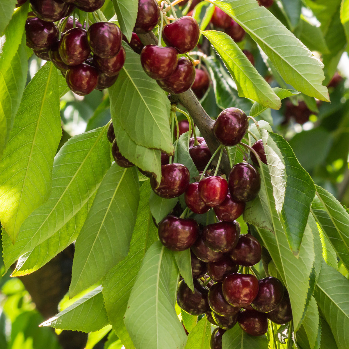 Cerisier Stella autofertile - Prunus avium Stella - Bakker