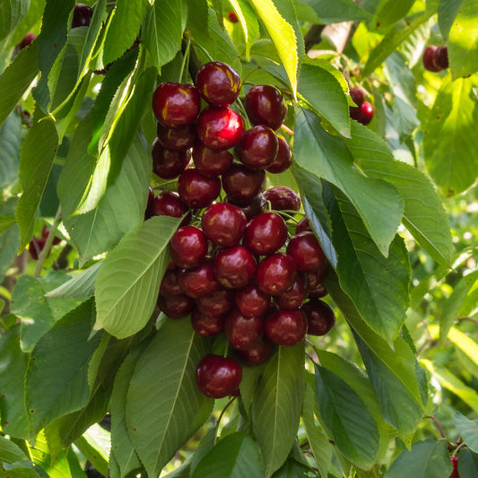 Cerisier Stella autofertile - Bakker