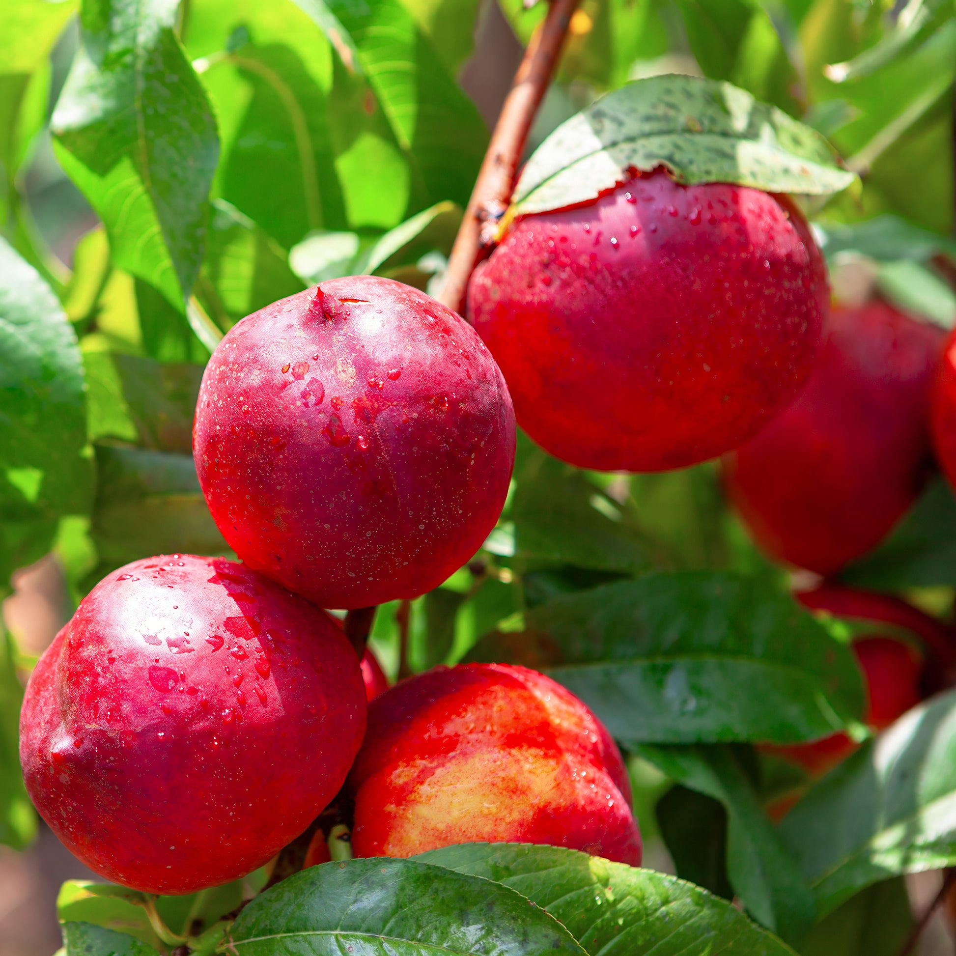 Nectarine Flavor Top - Prunus persica nucipersica Flavor Top - Bakker