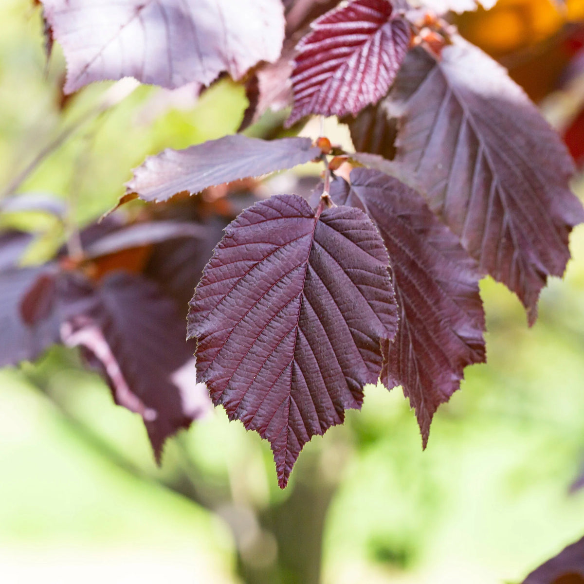Noisetier - Noisetier pourpre Rote Zellernuss - Corylus maxima Rote Zellernuss