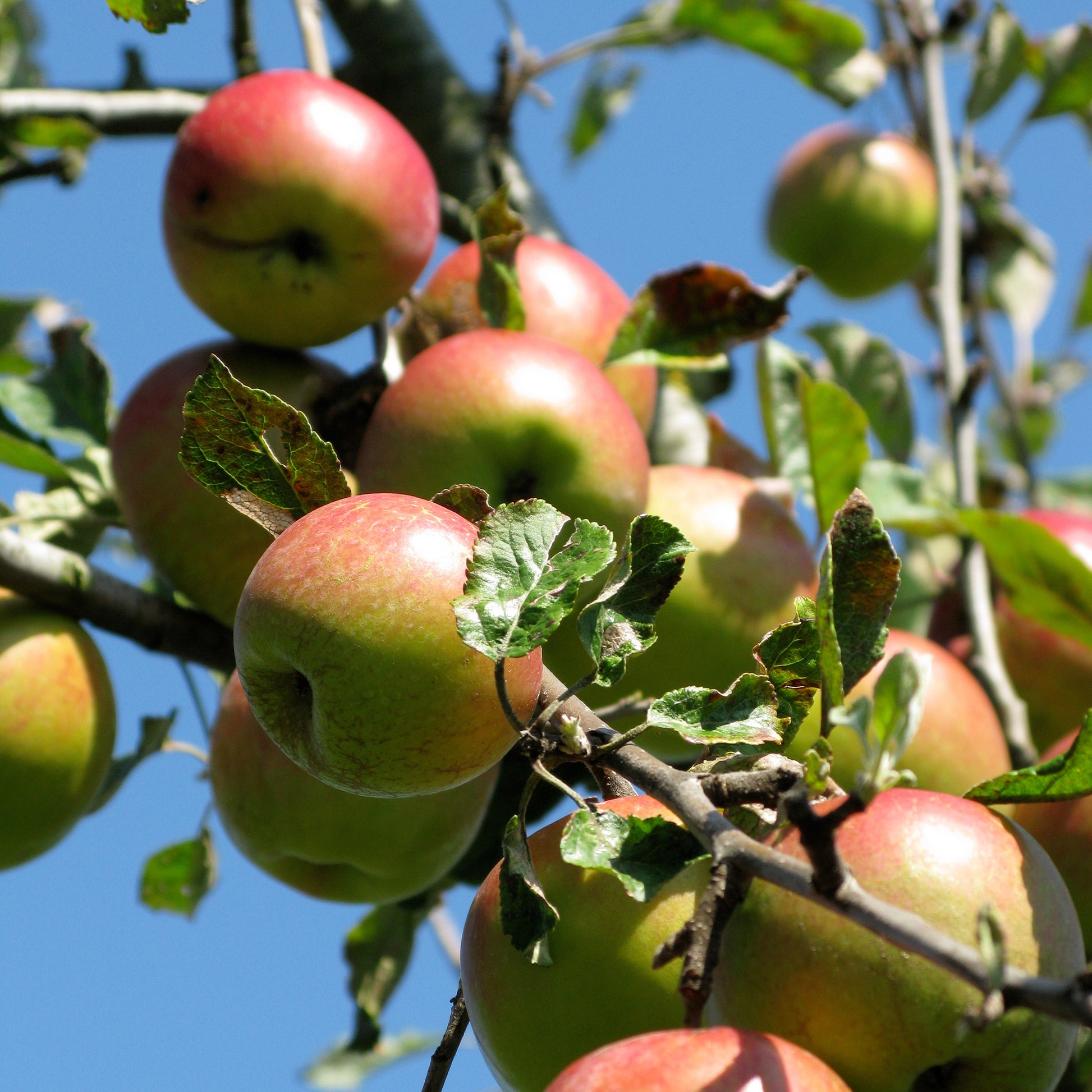 Malus domestica Braeburn - Pommier Braeburn - Pommiers
