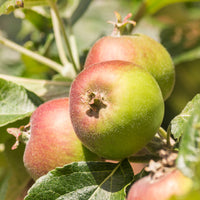 Pommier Braeburn - Bakker
