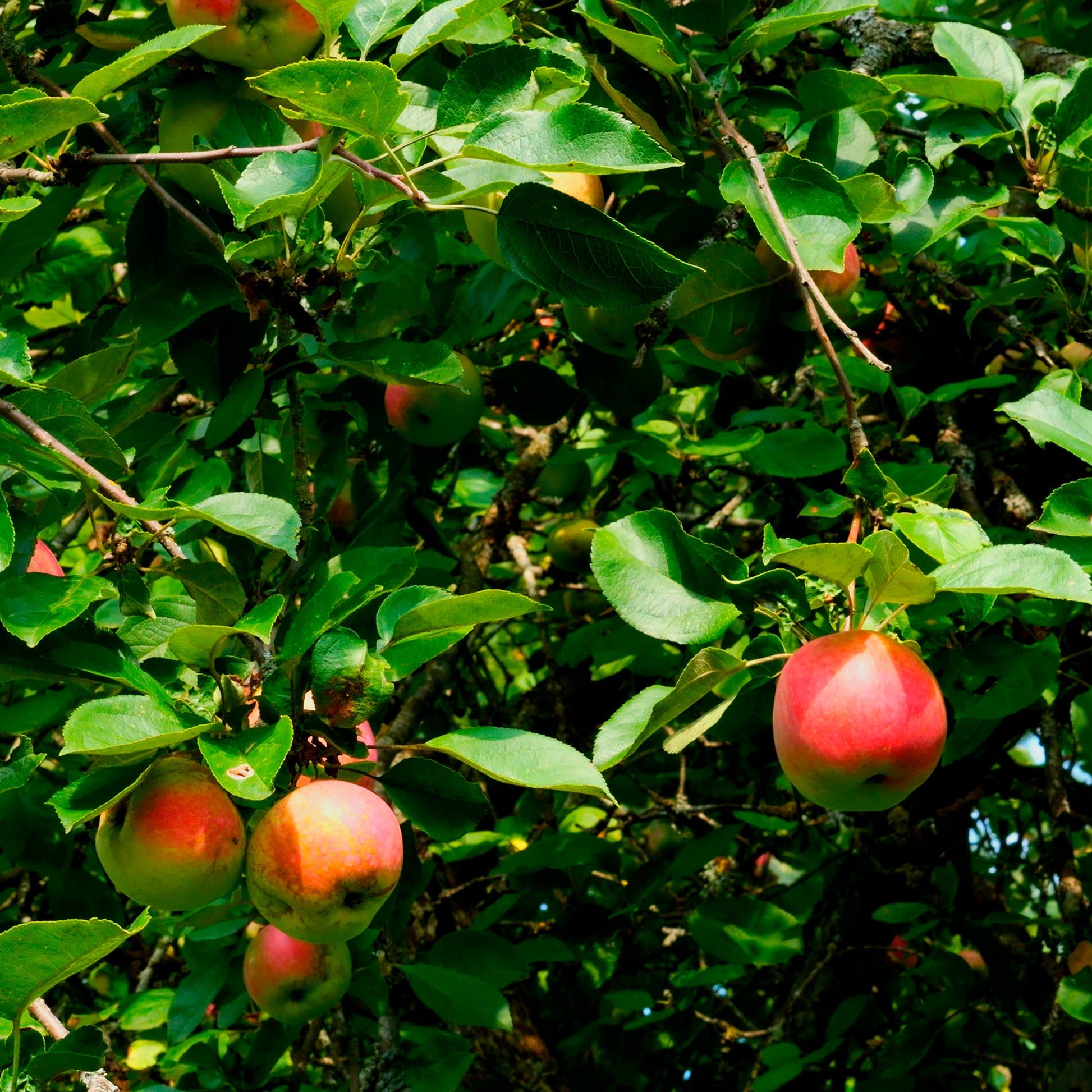 Pommier Braeburn - Malus domestica Braeburn - Bakker