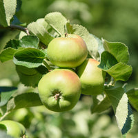 Pommier Bramley's Seedling - Malus domestica Bramley's Seedling - Bakker