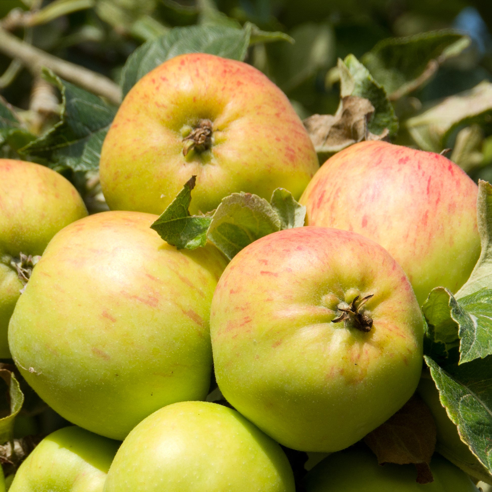 Pommier Bramley's Seedling - Bakker