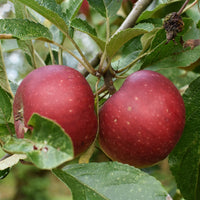 Pommier Ingrid Marie - Bakker