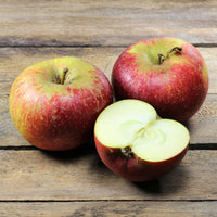 Malus domestica Ingrid Marie - Pommier Ingrid Marie - Pommiers