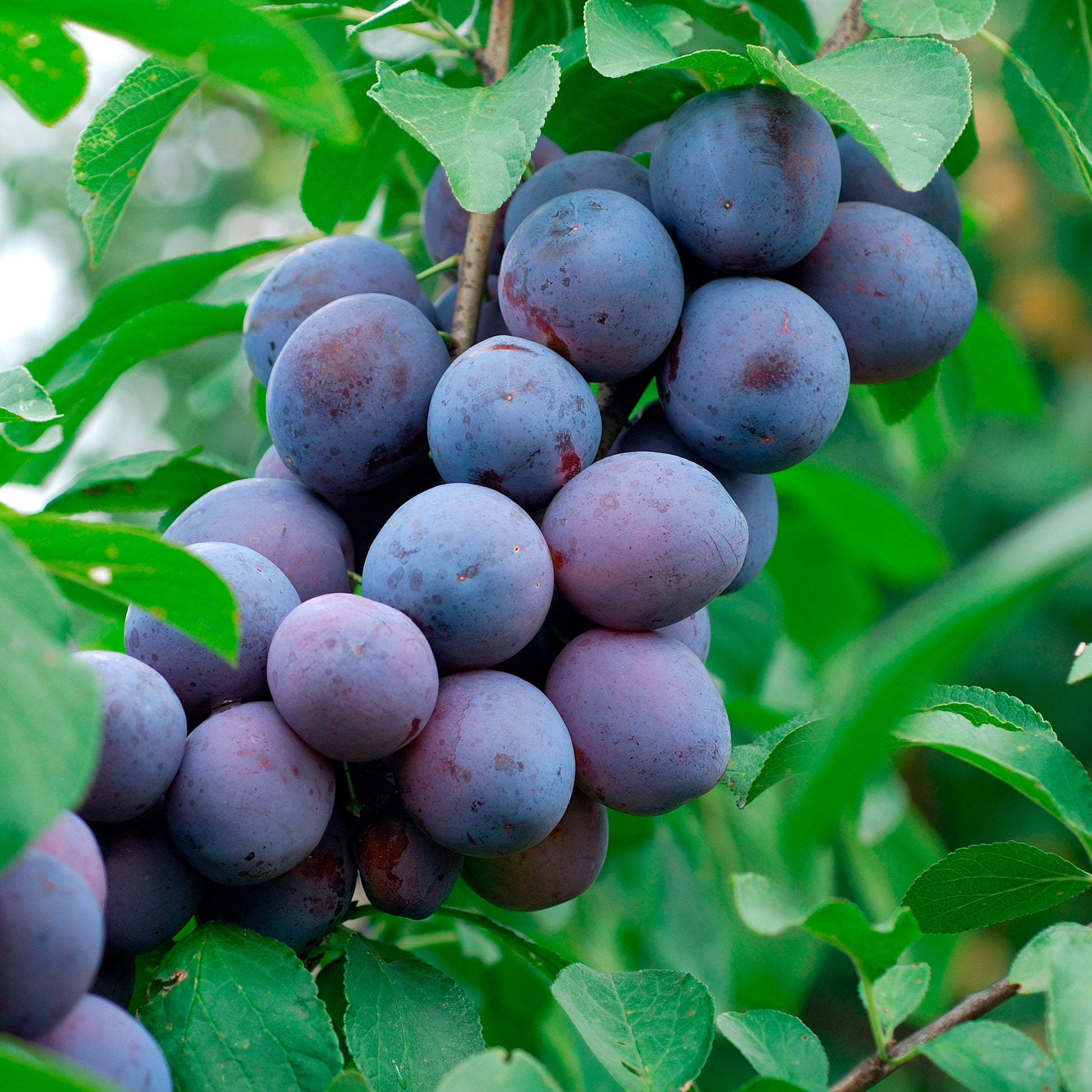 Prunier Pruneau de Bâle - Quetsche - Prunus domestica Hauszwetsche - Bakker