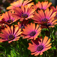 Marguerite du Cap Purple Sun - Osteospermum - Osteospermum Flower Power® Purple Sun - Bakker