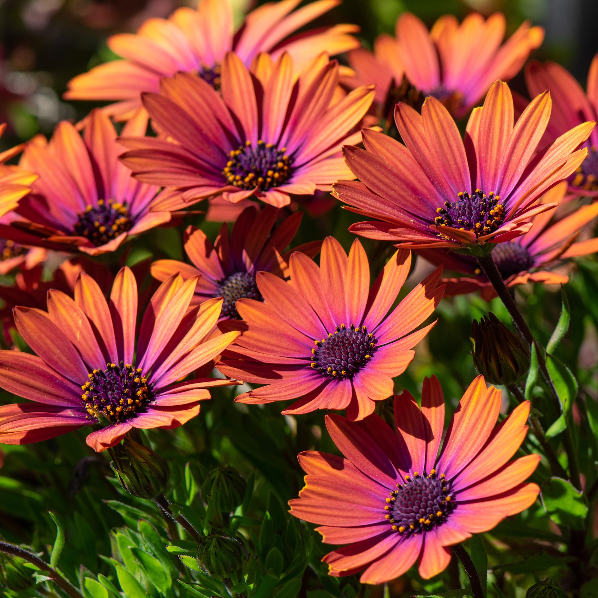 Marguerite du Cap Purple Sun - Osteospermum - Osteospermum Flower Power® Purple Sun - Bakker