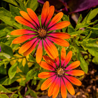 Osteospermum Flower Power® Purple Sun - Marguerite du Cap Purple Sun - Osteospermum - Fleurs pour terrasses et balcons