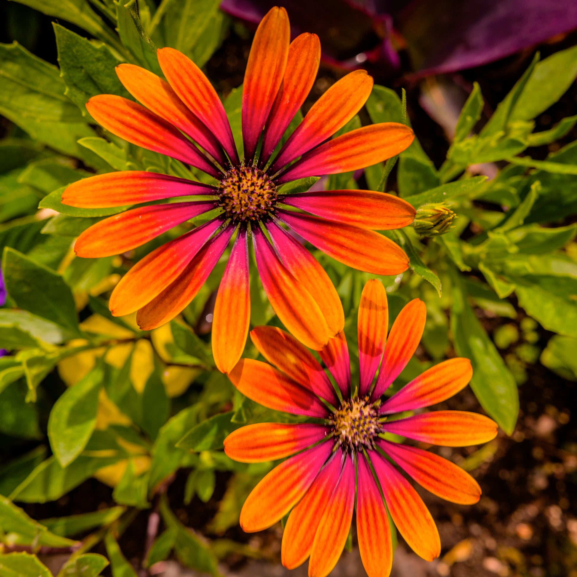 Osteospermum Flower Power® Purple Sun - Marguerite du Cap Purple Sun - Osteospermum - Fleurs pour terrasses et balcons