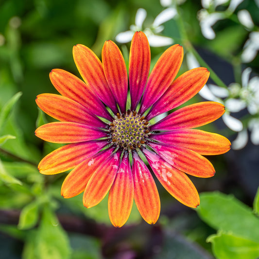 Marguerite du Cap Purple Sun - Osteospermum - Bakker