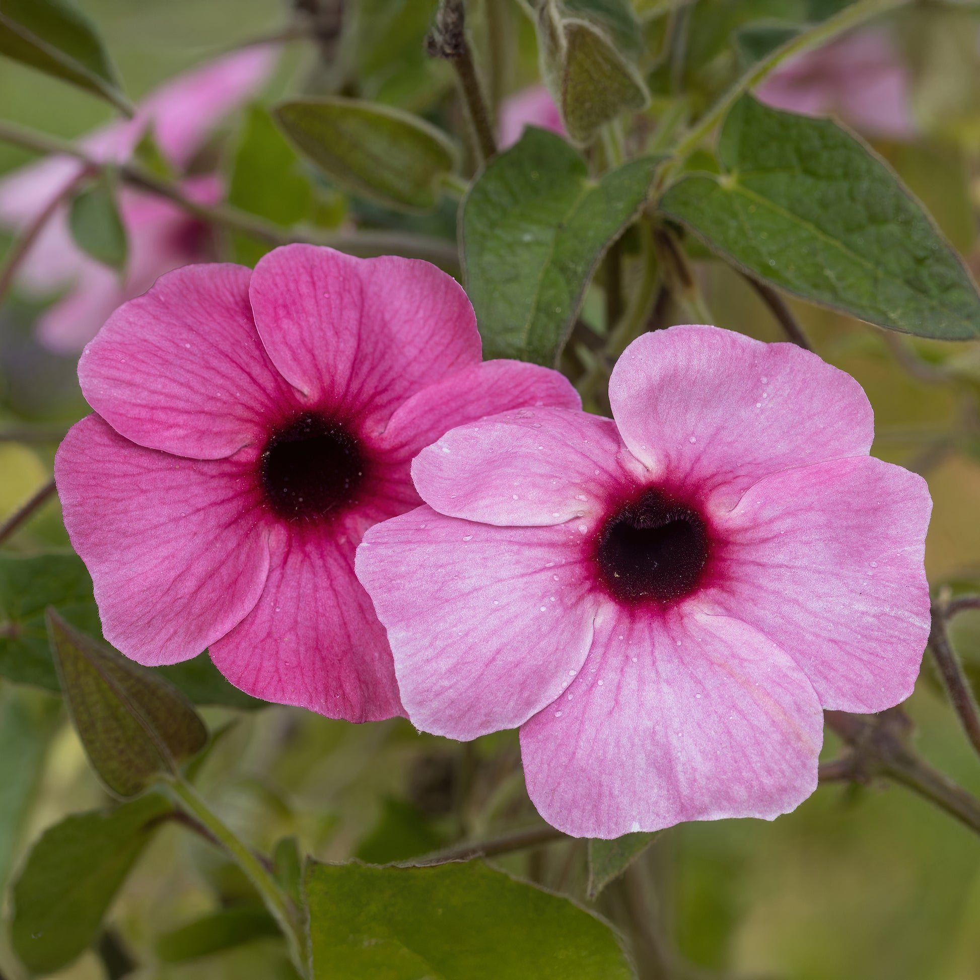 Vente Suzanne aux yeux noirs rose