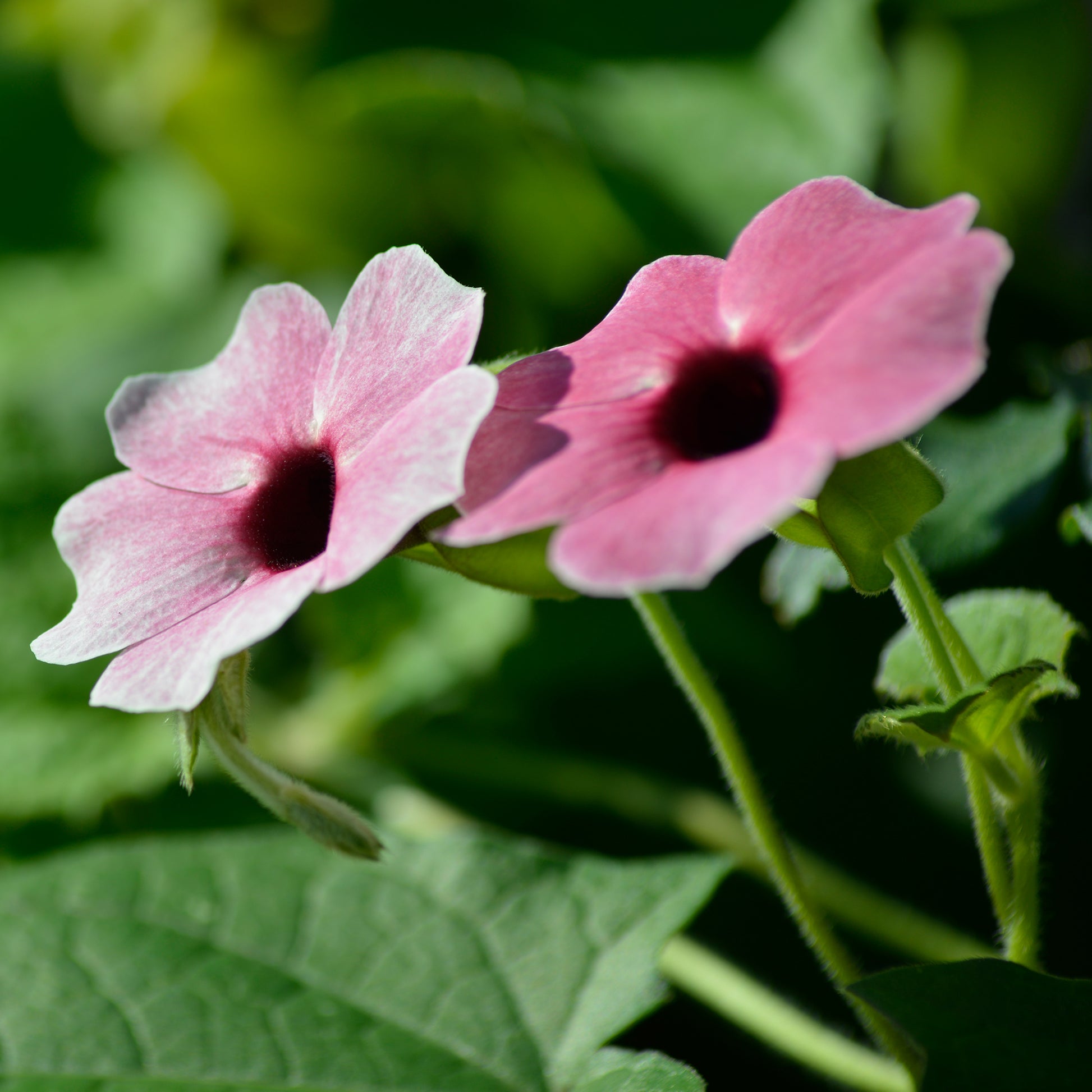 Vente Suzanne aux yeux noirs rose - Thunbergia alata Sunny Susy® Rose Sensation